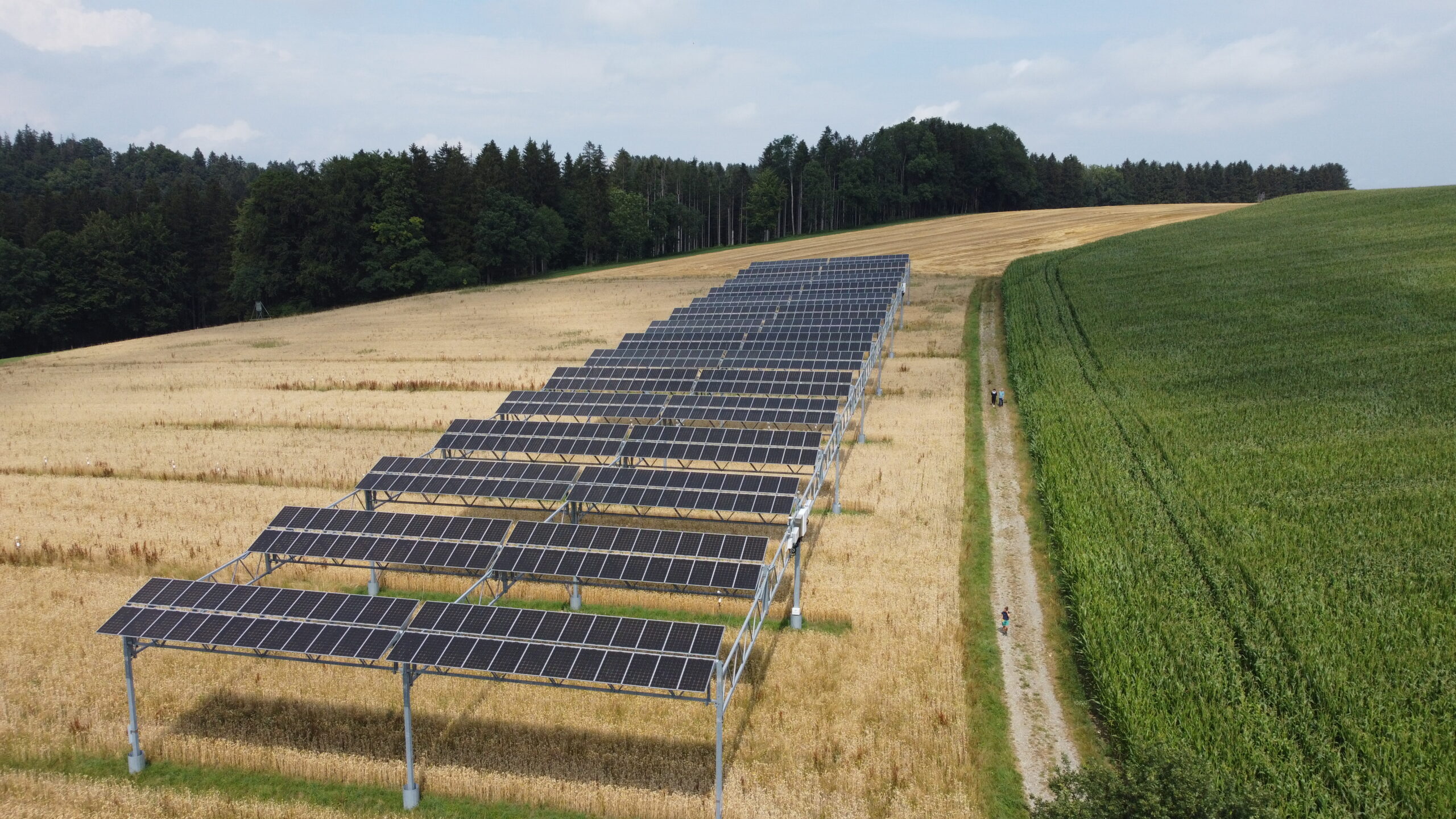 Hochaugeständerte Agri-PV-Anlage über einem Getreidefeld